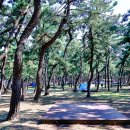 연곡해변 솔향기캠핑장 이미지