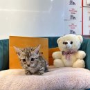 펫캐슬 강아지고양이 애견샵 의정부점 이미지