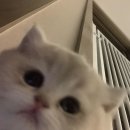 랑데뷰 이미지