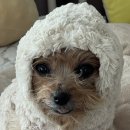 정래할머니 이미지