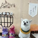 월드애견미용실 이미지