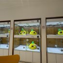 광주강아지분양 애견분양 마마스미독 광주점 | 광주애견샵 철저한 관리와 케어진행하는 광주강아지분양 마마스미독 애견샵 광주봉선점