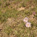 홍주의사총 이미지