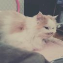 쥬시동물병원 이미지