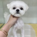 초원샵 이미지