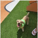 시화유치원 | 시화애견유치원 우리 아이에게 최고의 시간을 선물한 강아지 호텔 후기