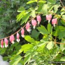 금낭화로 이미지