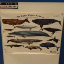 장생포고래박물관 이미지