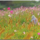 강아지풀 이미지