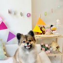 캔디포토 - 노원구 상계로 69 | [제품리뷰]강아지 얼굴로 만든 포도맛 캔디? 🐾 [달콤한우리사이] 포토사탕으로 감동 선물 후기,가격,정보
