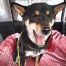 Paxi(팩시) 이미지