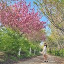 농협 한우개량사업소 가축병원 | 4월 여행 서산한우목장 웰빙산책로, 당진 아그로랜드 태신목장 꽃 구경