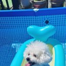 여울애견 이미지