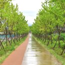 중국단풍길 이미지