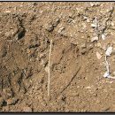 느티나무(주) 이미지