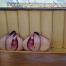 어니언 스테이 이미지