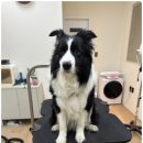 맡겨주개 이미지