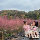 하니온 허브 | [포천 데이트] 서울 근교 핑크뮬리 명소 &#39;허브아일랜드&#39; 후기 (사진공모전 참여, 산타마을)
