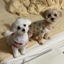 미스터도그 | 전포동 미스터독 스파 &amp; 도그룸 방문 및 애견 미용 후기