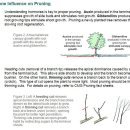 ★가지치기(전지)가 뿌리생장에 미치는 영향 이미지