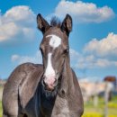 장안순대국 이미지