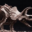 트리케라톱스-1 이미지