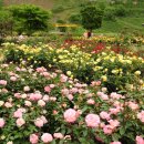 장미매점 이미지