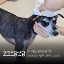 쓰담쓰담애견샵 | 강아지 목욕장갑 물티슈보다 나아요! 코코쓰담쓰담 후기