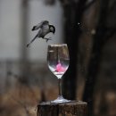모이 이미지