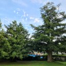 나무이야기 이미지