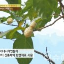 건강식품연구원 이미지