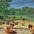 부부농장 이미지