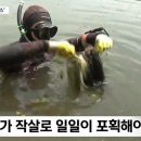 국가명승지 의림지 점령한 '큰입 배스'..잠수부 수중 소탕 작전 이미지