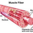 근육다짐 이미지