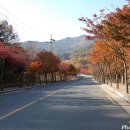 대구 팔공산 단풍걷기대회. 이미지