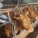 염소사육소 이미지