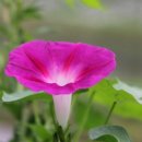 소리나팔꽃 이미지