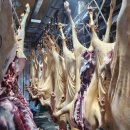 함양흑염소 이미지