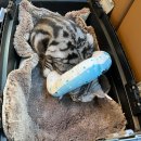 24시 와이즈 동물메디컬센터 이미지