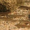 고기연구소 이미지