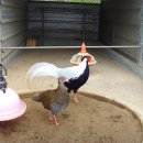 사성2리 이미지