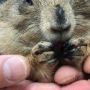 도리순이 이미지