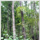 충주호 종댕이 이미지