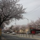청주시 금천동 벚꽃(2024년 4월 6일, 토요일) 이미지