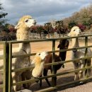 한림유치원 | 여행 / 8개월 아기랑 겨울 제주도 : 놀면뭐하니 알파카 도치돌목장 방문 후기