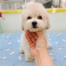 야옹아 멍멍해봐 탕정점 이미지