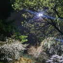 정조로 이미지
