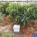 임마누엘농장 이미지