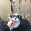 황금애견샵