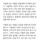 ♧ 가을에 심는 작물 키우는 팁 이미지